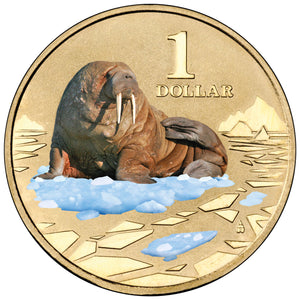 2013 $1 Polar Series Walrus Coloured Uncirculated Coin