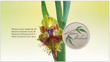 Native Orchids Medallion Cover